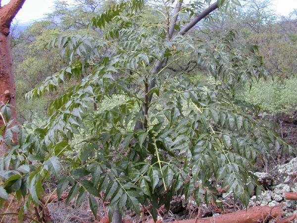 Herbs margosa tree
